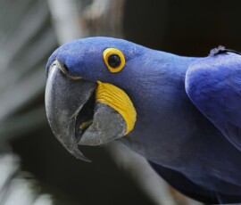 <a href="https://pixabay.com/photos/hyacinth-macaw-hyacinthine-macaw-7501470/">Hyacinth Macau</a> / Pixabay